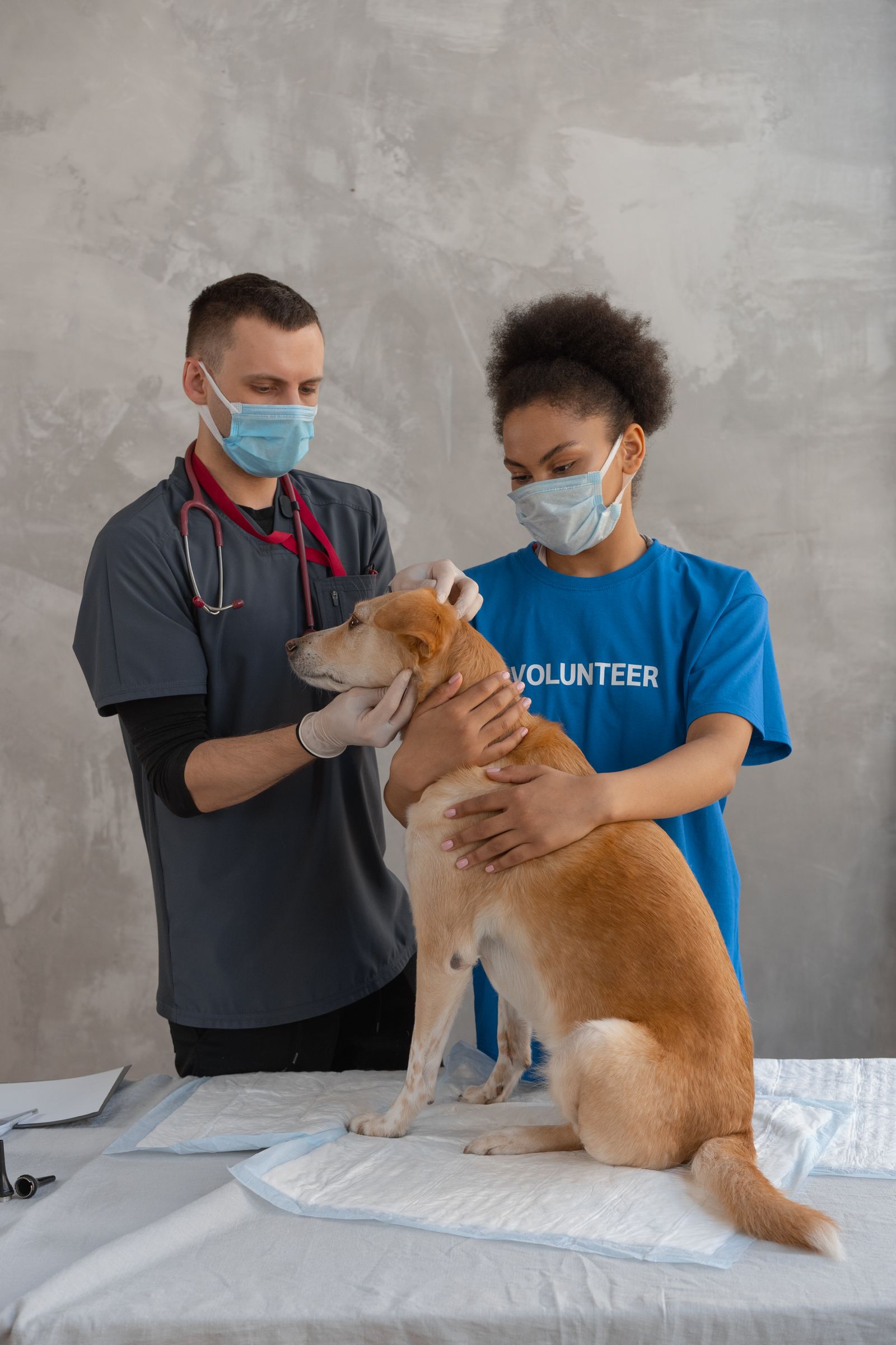 宠物展平台年度评估 兽医团队在诊疗台检查犬只健康状况